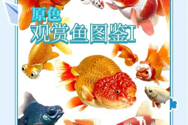 金鱼名字大全:为你的金鱼取个独特的名字 金鱼名字大全:为你的金鱼取个独特的名字