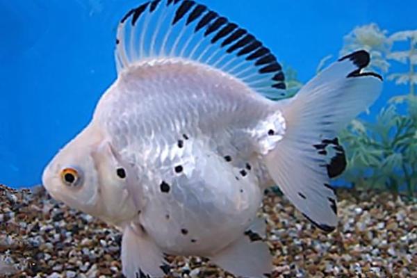 金鱼名字大全:为你的金鱼取个独特的名字 金鱼名字大全:为你的金鱼取个独特的名字