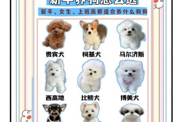 精选适合女孩狗狗的独特名字 精选适合女孩狗狗的独特名字