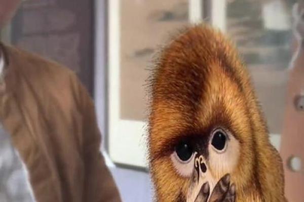 猴狗组合:性格互补的最佳搭档 猴狗组合:性格互补的最佳搭档